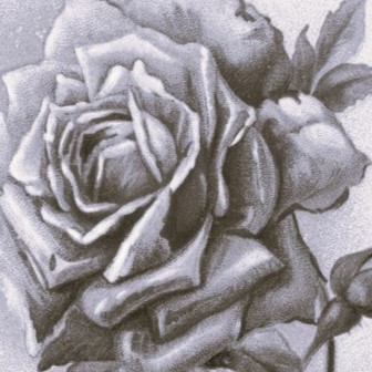 Roos